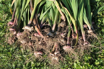 Freshly dug gladiolus corms with roots and small bulbs