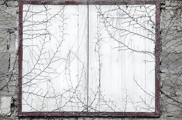 dry vine on abandined wooden windows