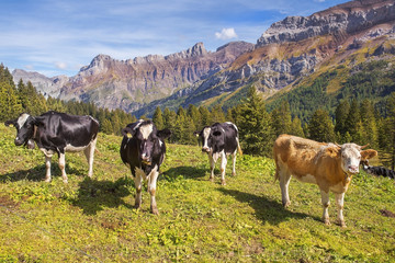 pastoral landscapes in the Swiss Alps