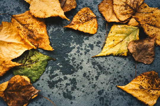 Autumn fall leaves  background, border, Seasonal wallpeper copy space
