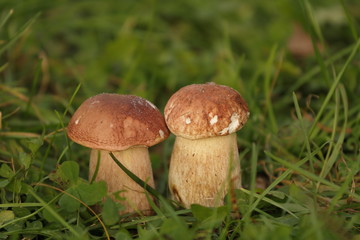 Forest mushrooms in the cans