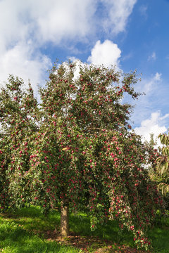 Apfelbäume Obstplantage.