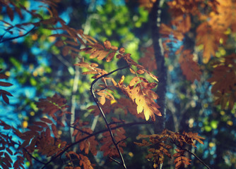 View of autumn European forest
