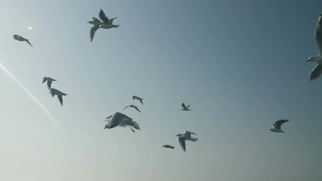 Flock of Seagulls in the Sky