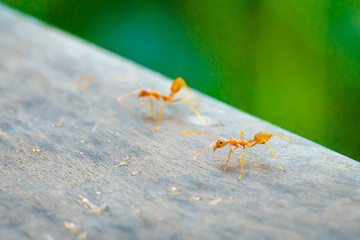 Ant standing on wooden floor