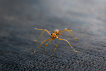 Ant standing on wooden floor
