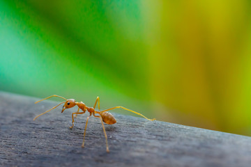 Ant standing on wooden floor