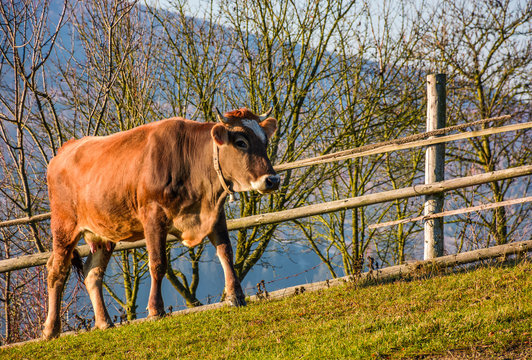 rufous cow near the fence on hillside