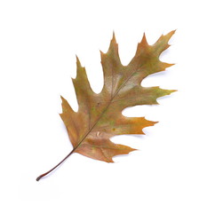 Dry acorn leaf isolated on white background