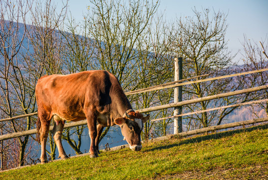 rufous cow grazing near the fence on hillside