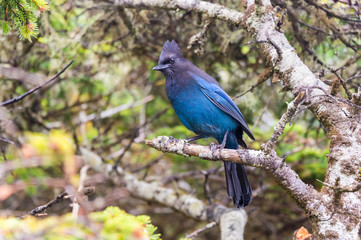 Steller's jay (Cyanocitta stelleri) in Ucluelet, British Columbia, Canada