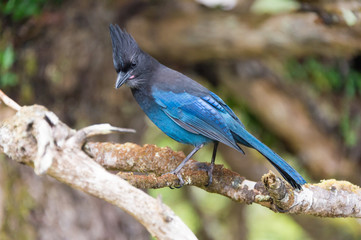 Steller's jay (Cyanocitta stelleri) in Ucluelet, British Columbia, Canada