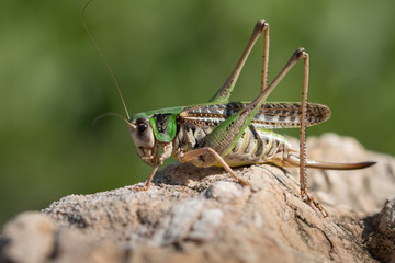 Wart-biter bush-cricket - Decticus verrucivorus