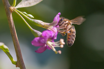 Honey bee on Goji berry flower