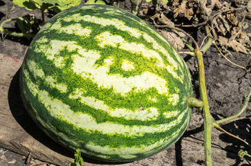 watermelon grows on the bed