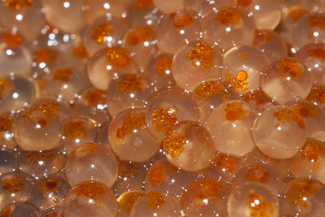 Trout Eggs