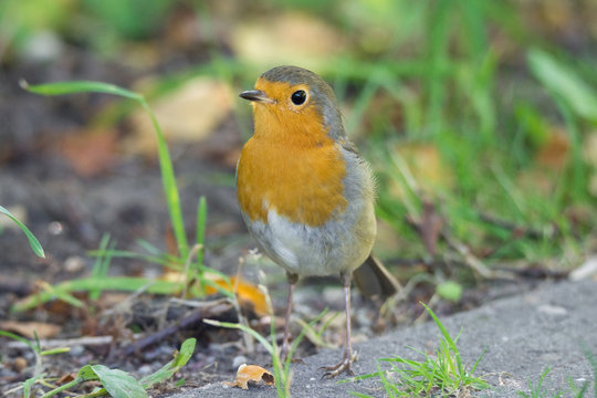 robin on grass