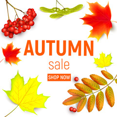 Sales banner with maple autumn leaves and rowan branches with ashberry . Autumn maple leaf and rowan branches with ashberry isolated on a white background. Vector illustration