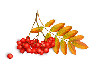 Realistic 3d mesh rowan branch isolated on a white background. Rowan branch with orange leaves and ashberry. Vector illustration