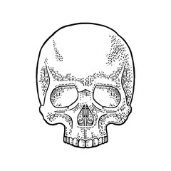 Skull human. Black vintage vector illustration.