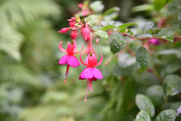 Fuschia rose en &eacute;t&eacute; au jardin