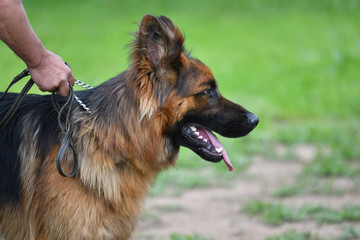 Dog breed German Shepherd