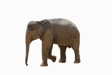 Obraz premium Elephant isolated.