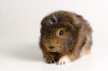 Guinea Pig