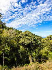 Obraz premium Beautiful forest with different plant and tree species at Monserrate Park and Palace in Sintra, Portugal
