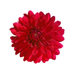 Wall murals Dahlia dahlia red isolate on white background