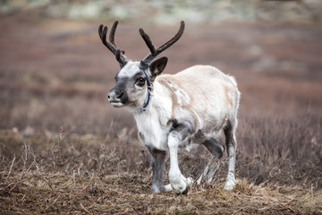Cute baby reindeer getting up in northern Mongolia. © Kertu