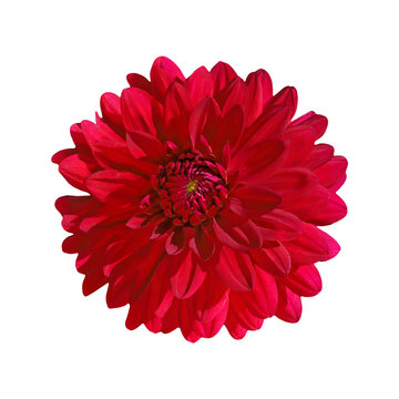 dahlia red isolate on white background