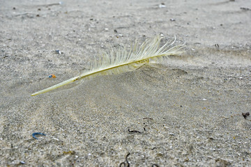 Feder im Sand