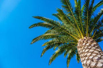 coconut palm tree on blue sky