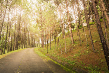 Obraz premium View from Pine nation park at north of thailand