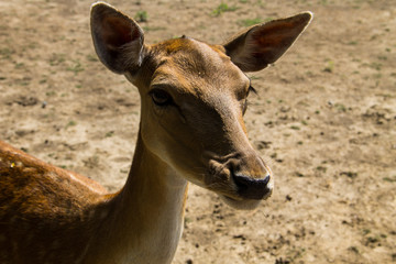 Portrait of white-tailed deer fawn (Odocoileus virginianus)