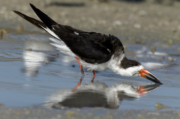 Bec en ciseaux noir,.Rynchops niger, Black Skimmer