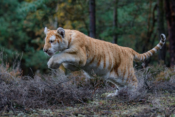 Bengal tiger (Panthera tigris tigris)