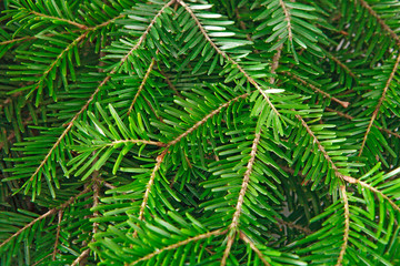 Christmas tree branches background