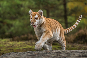 Bengal tiger (Panthera tigris tigris)