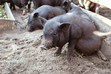 Black Vietnamese pigs on the farm