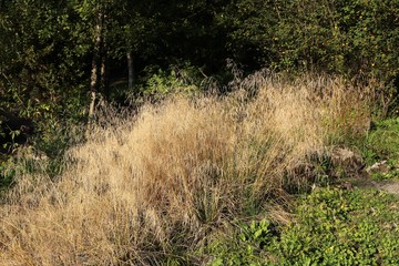 dry grass in a garden