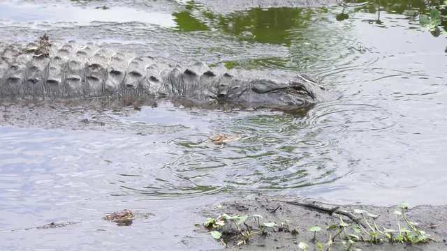 alligator female with her babies
