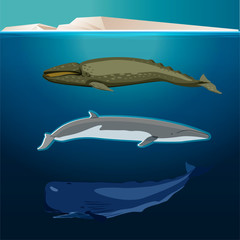 Illustration von Buckelwal, Pottwal und Blauwal im Ozean 