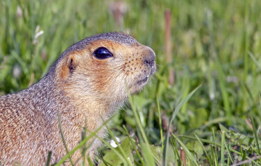 cute little gopher sitting on a green meadow