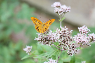 Farfalla arancio