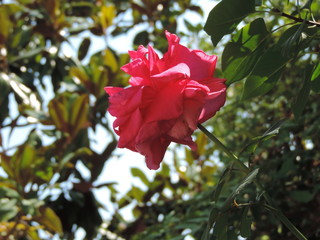 Fleur rouge