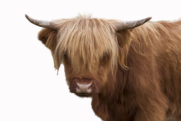 olate bull, cows and small breeds of calves  the highlander cow Scotland. Isolated bull the...