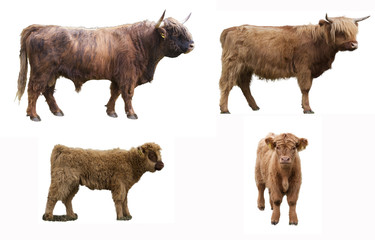 Bull, cow and calf of breed scottish highlander isolated on a white background