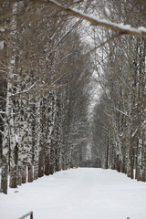 Fototapeta premium Winter snowy day in a beautiful forest